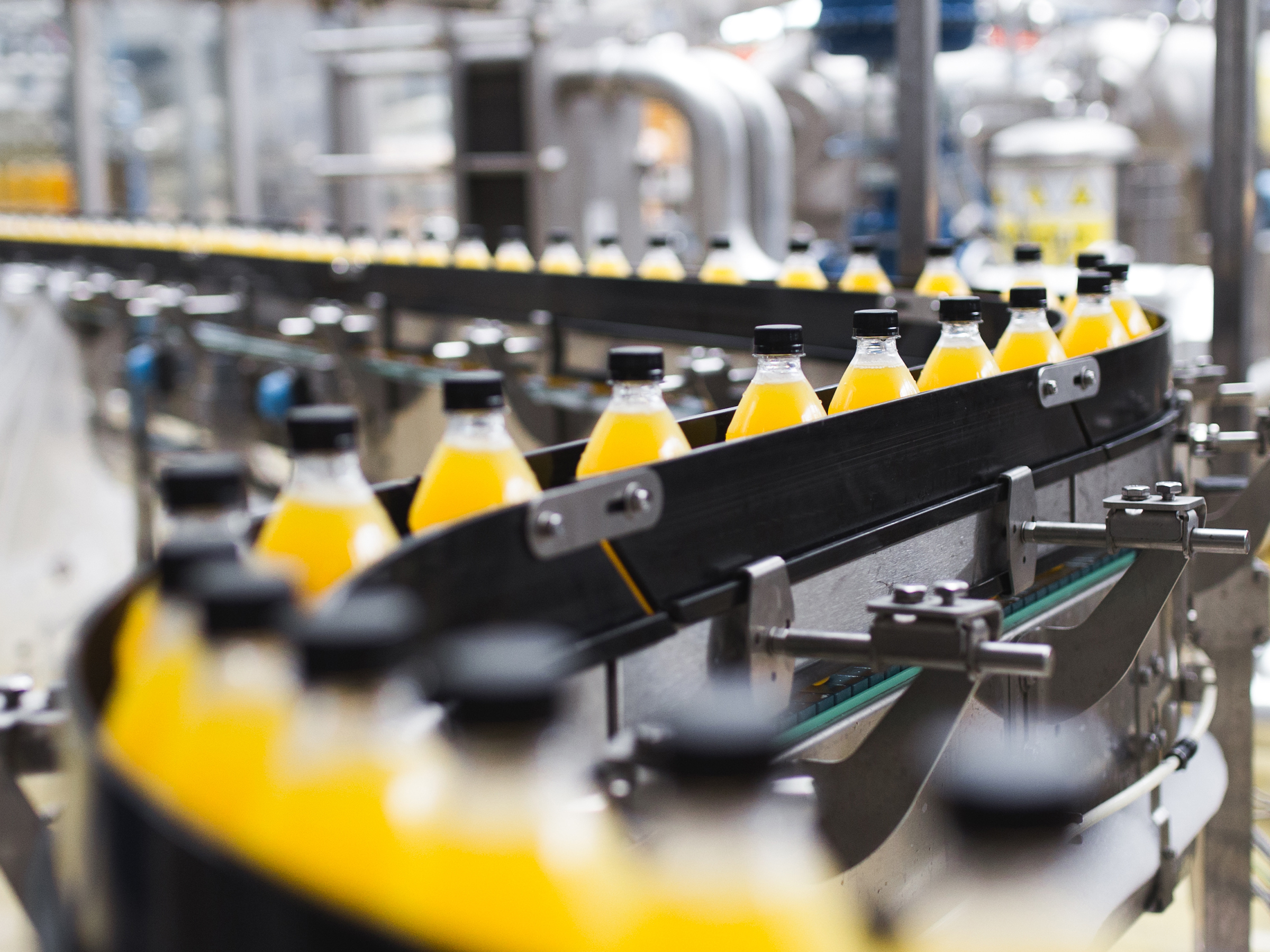 Many bottles of yellow liquid with black lids on a conveyor belt.